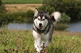 ALASKAN MALAMUTE 733
